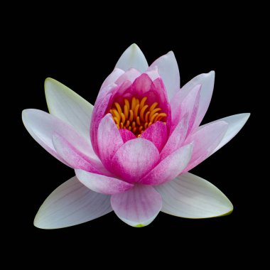 Kırpma yolu ile izole edilmiş siyah arkaplanda çiçeği kes