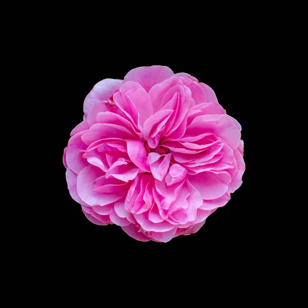Κόψτε Λουλούδι Απομονωμένο Μαύρο Φόντο Μονοπάτι Ψαλίδισμα — Φωτογραφία Αρχείου
