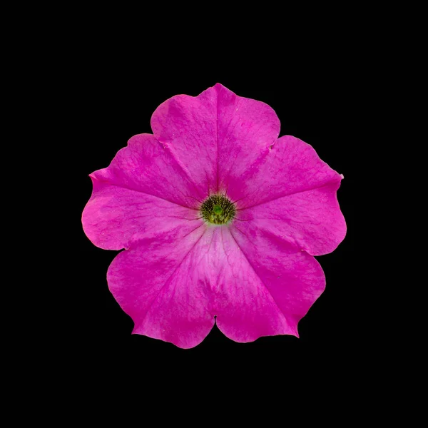 Tagliare Fiore Sfondo Nero Isolato Con Percorso Ritaglio — Foto Stock