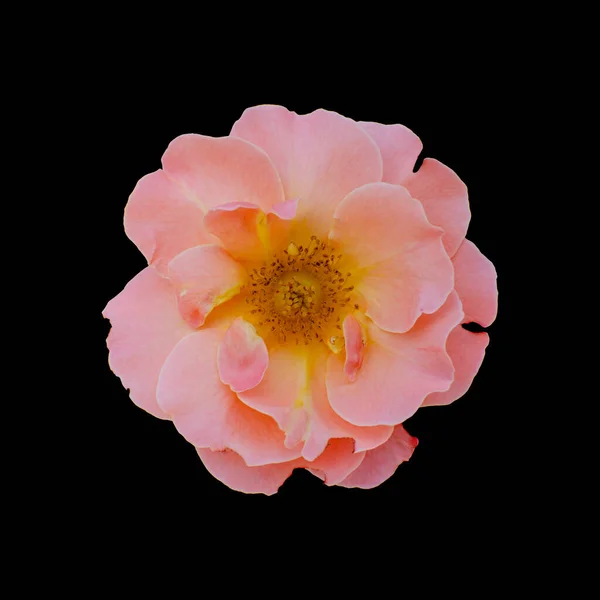 Vystřihnout Květinu Izolovaném Černém Pozadí Výstřižkem Cestu — Stock fotografie