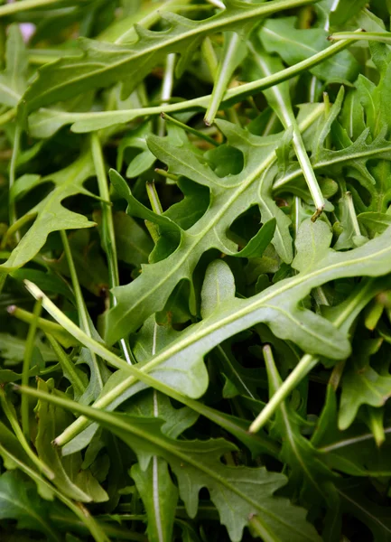 Frische Rucola — Stockfoto