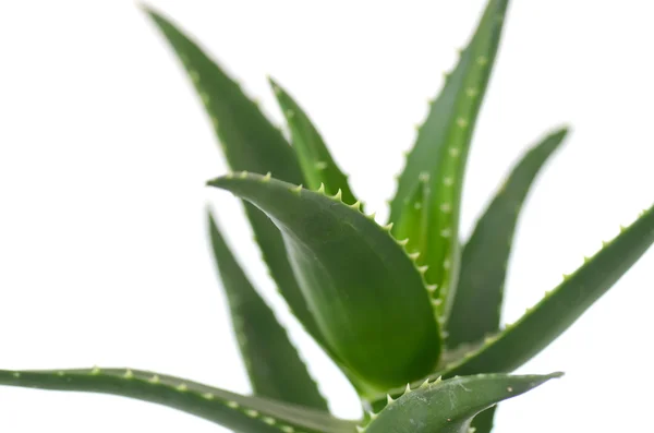 Aloe vera leaves — Stock Photo, Image