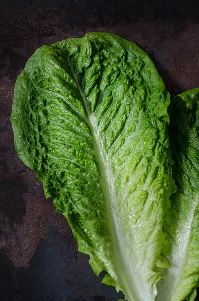 Lechuga Romaine — Foto de Stock