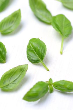 taze fesleğen yaprağı