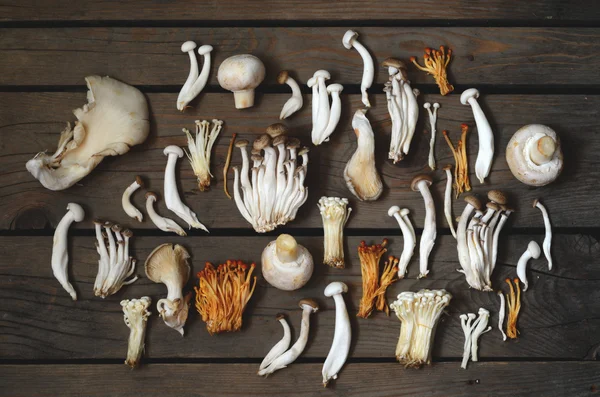 Різноманітність грибів — стокове фото