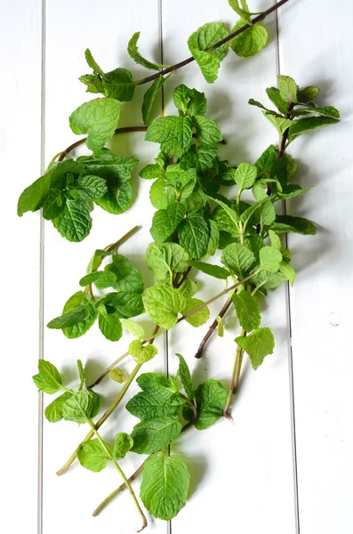 Fresh peppermint leaves — Stock Photo, Image