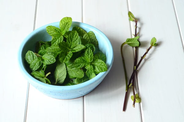 Färsk pepparmynta blad — Stockfoto