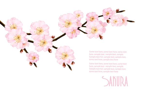 Fundo de natureza de primavera com ramos sakura florescentes. Vetor —  Vetores de Stock