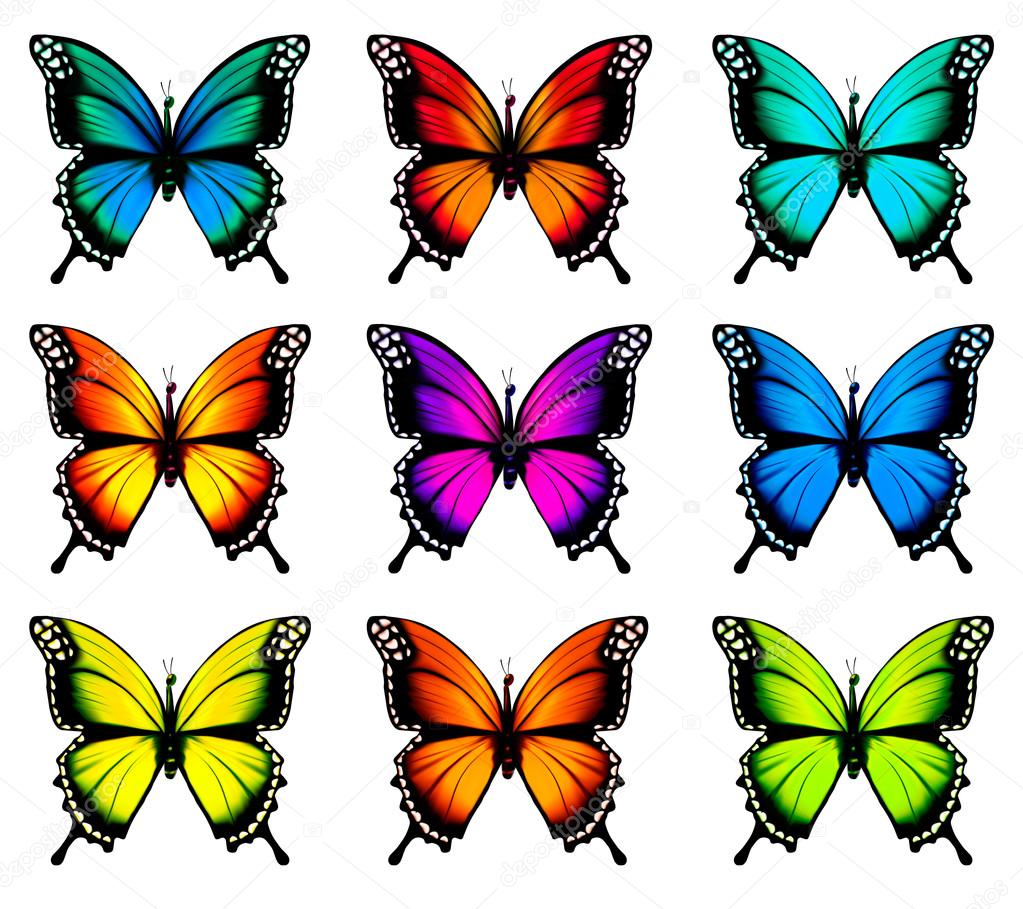 Collection of colorful butterflies, flying in different directions. Vector.