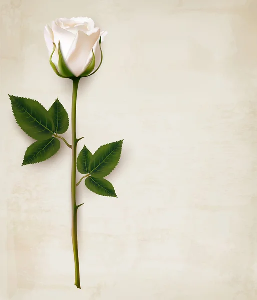 Feliz Dia das Mães. Único rosa branca em um papel velho — Vetor de Stock