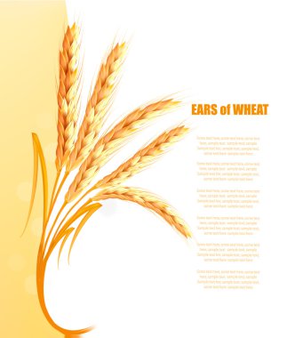 Sarı arka plan buğday kulaklı. Vektör.