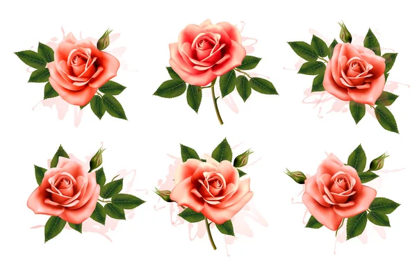 Όμορφο σύνολο ροζ τριαντάφυλλα στολισμένος με φύλλα. Διάνυσμα. — Διανυσματικό Αρχείο