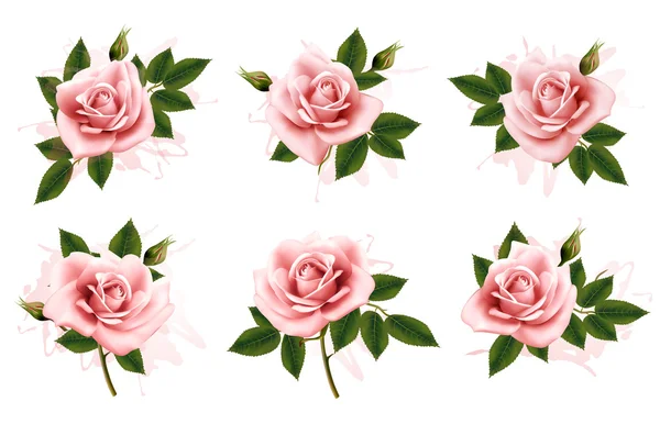 Belo conjunto de rosas ornamentadas rosa com folhas. Vetor . — Vetor de Stock