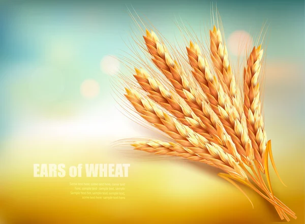 Ears of wheat. Vector illustration. — Stock Vector