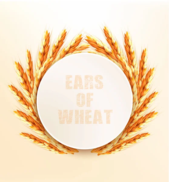 Ears of wheat. Vector illustration. — Stock Vector