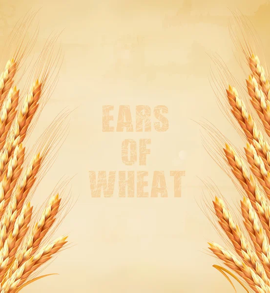 Ears of wheat on old paper background. Vector illustration. — Stock Vector