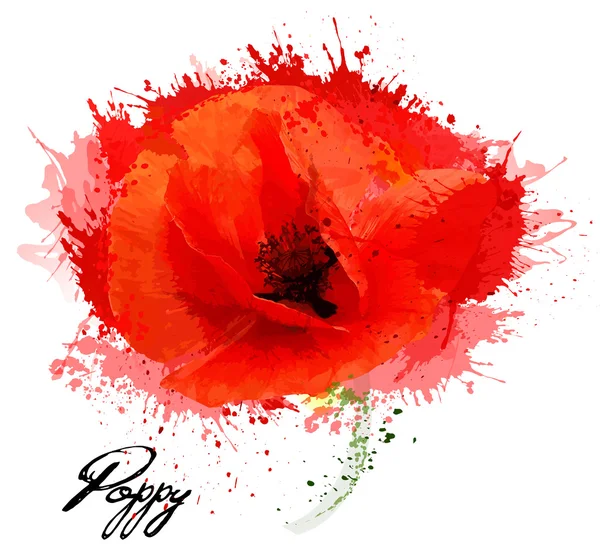 Vacker akvarell blomma poppy ritning. Vektor. — Stock vektor
