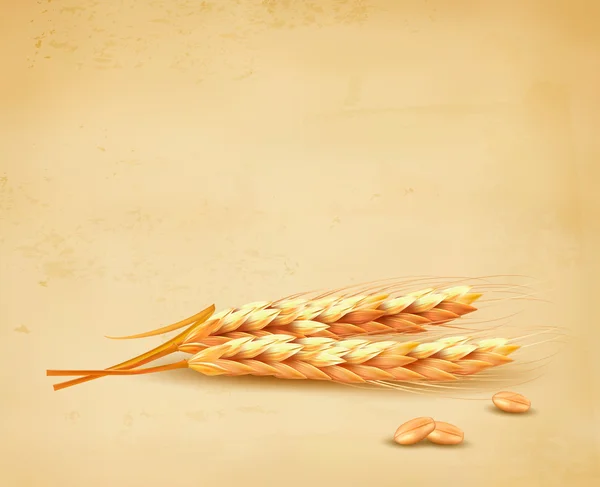 Orecchie di grano. Illustrazione vettoriale . — Vettoriale Stock