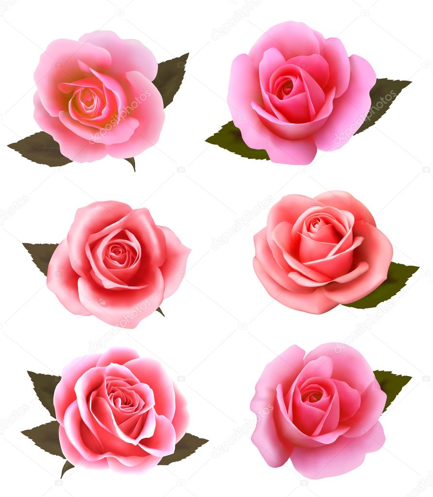 Set of beautiful pink roses. Vector.