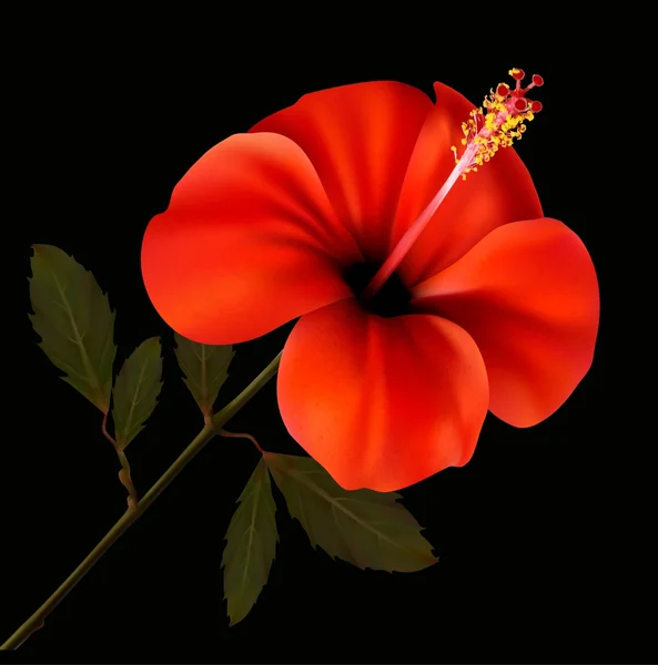 Bela flor vermelha em um fundo preto. Vetor . — Vetor de Stock