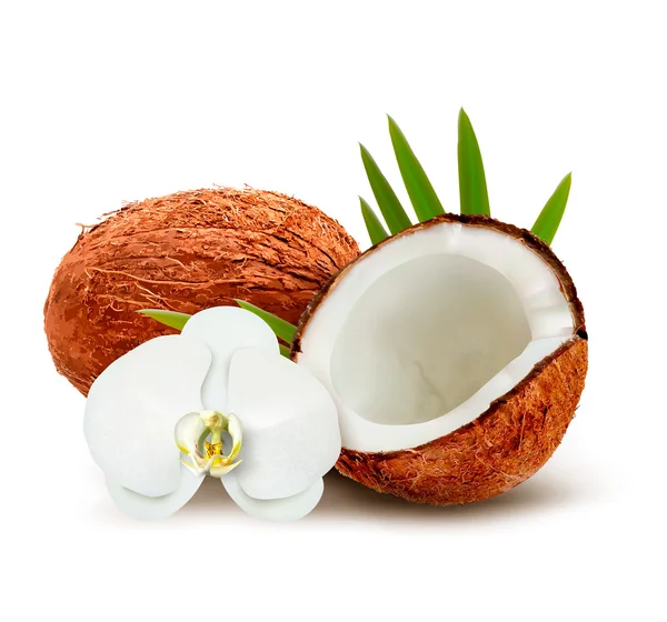 Noix de coco avec feuilles et fleur blanche. Vecteur . — Image vectorielle