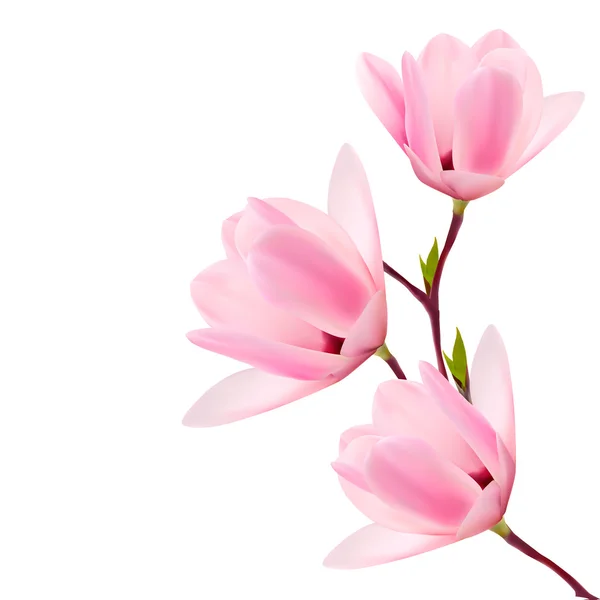 Frühling Hintergrund mit Blüten Brunch von rosa Blumen. Vektor — Stockvektor