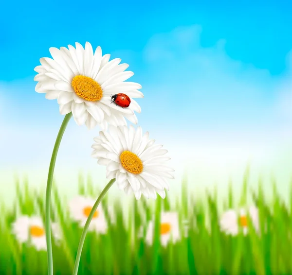 Natur Frühling Gänseblümchen Blume mit Marienkäfer. Vektorillustration. — Stockvektor