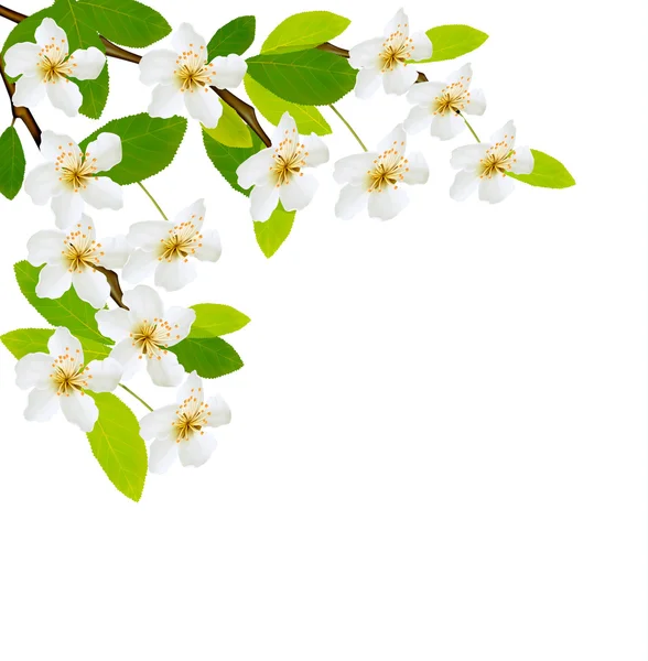 Spring background with white flowers. Vector. — Stock Vector