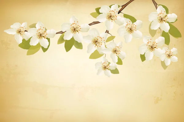 Spring branches with flowers on vintage background. Vector. — Stock Vector