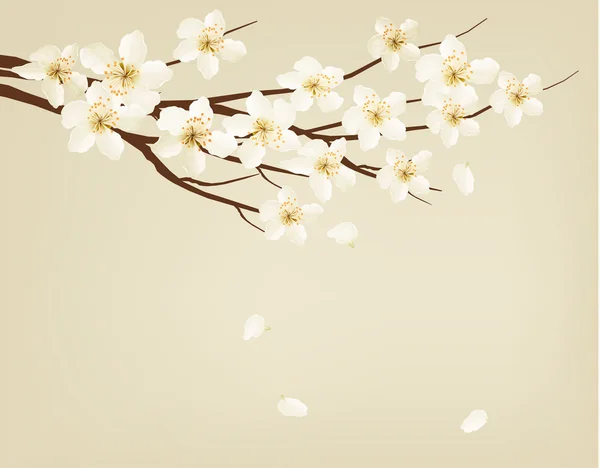 Brunch de árvore florescente com flores de primavera. Ilustração vetorial . — Vetor de Stock