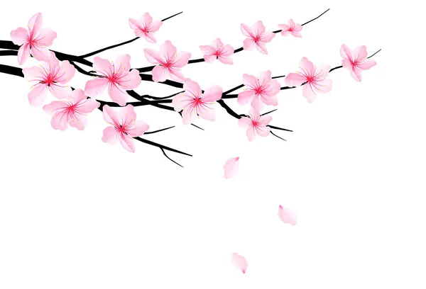 Fundo de primavera com brunch flor de sakura. Vetor — Vetor de Stock