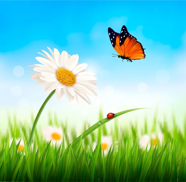 Nature fleur de marguerite printanière avec papillon. Illustration vectorielle . — Image vectorielle