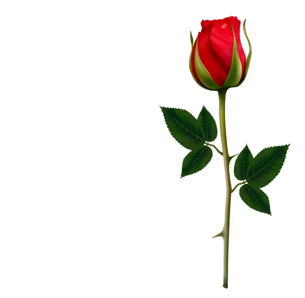Bloem achtergrond met een mooie rode roos. Vector. — Stockvector