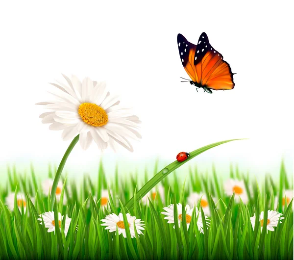 Nature summer daisy flower with butterfly. Vector illustration. — Stock Vector