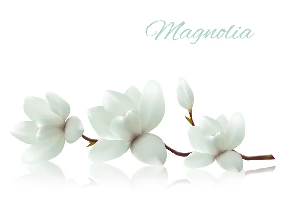 Fundo de flor com ramo de flor de magnólia branca. Vetor — Vetor de Stock