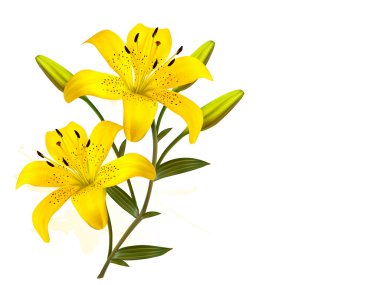 Flower Background With Yellow Beautiful Lilies. Vector.
