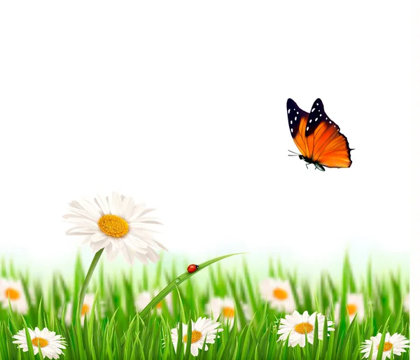 Natur Sommer Gänseblümchen Blumen mit Schmetterling. Vektorillustration. — Stockvektor