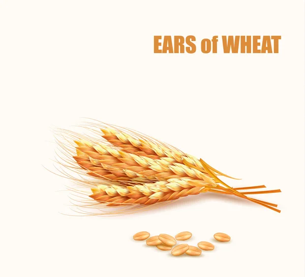 Ears of wheat. Vector illustration. — Stock Vector