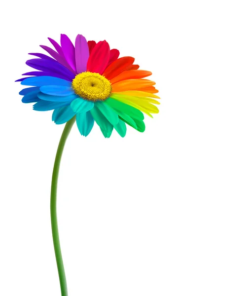 Rainbow daisy flower background. Vector. — Stock Vector