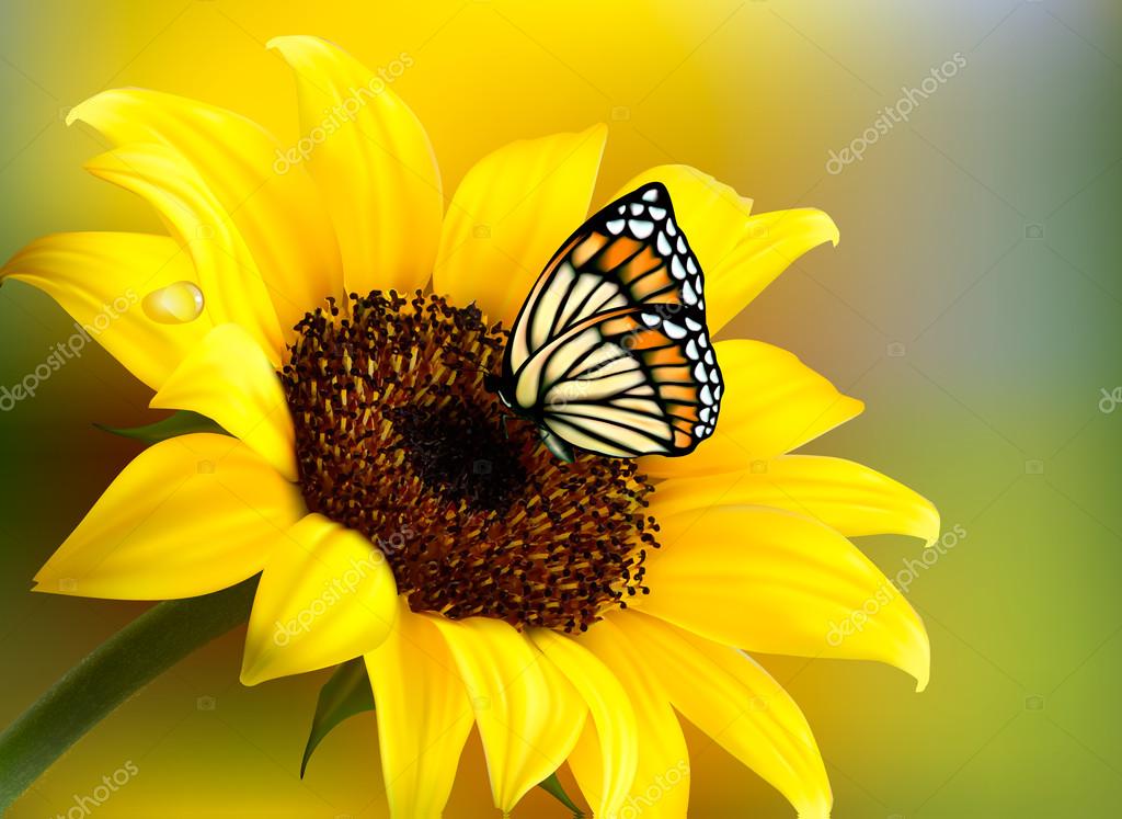 Yellow sunflower with a butterfly. Vector. — Stock Vector © almoond