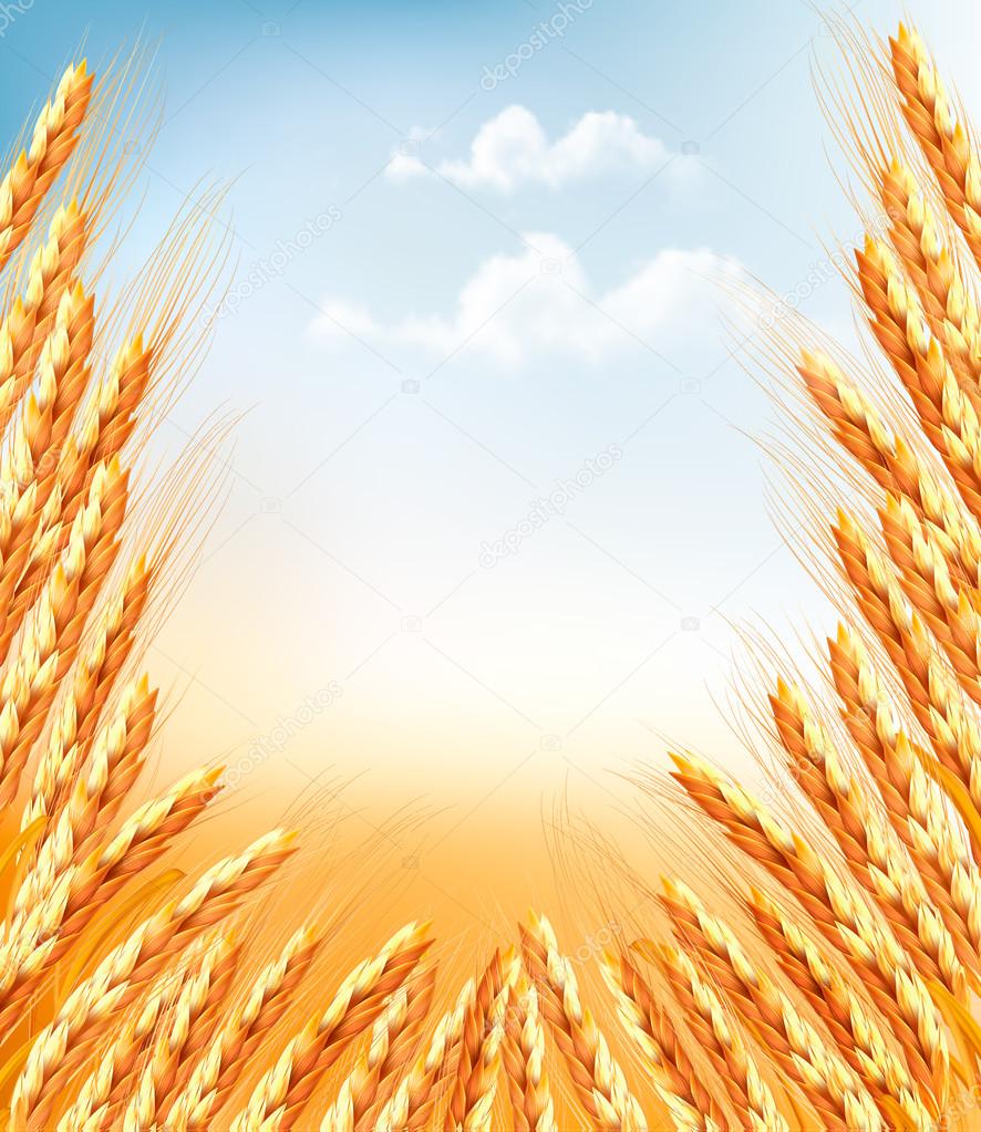 Ears of wheat background. Vector illustration.