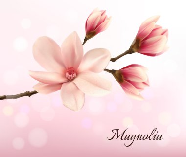 İki pembe Manolya çiçeği ile şube. Vektör.