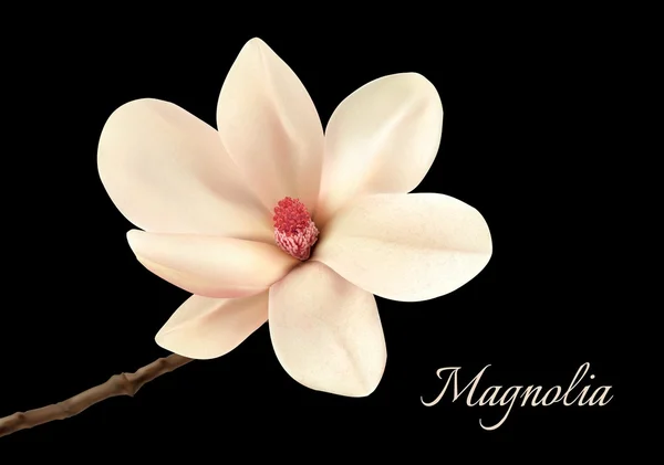 Bunga Magnolia putih yang indah terisolasi pada latar belakang hitam . - Stok Vektor