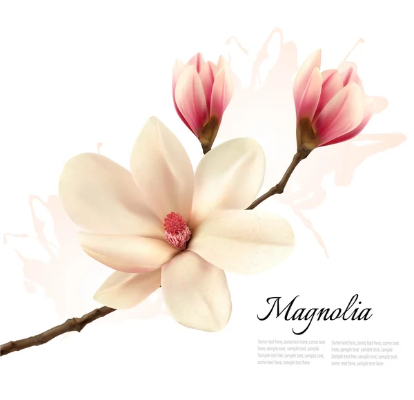 Magnolia όμορφο λουλούδι φόντο. Διάνυσμα. — Διανυσματικό Αρχείο