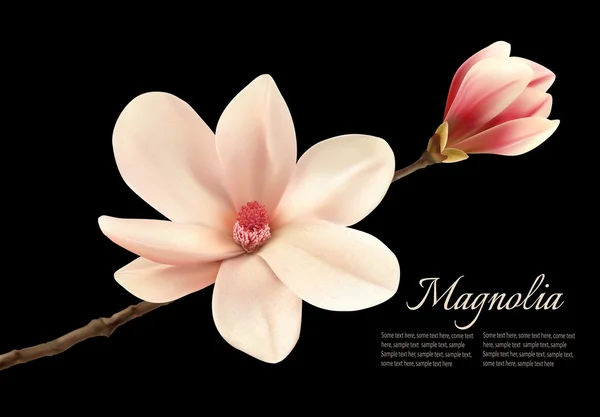Beautiful white magnolia flower isolated on a black background. — Stock Vector