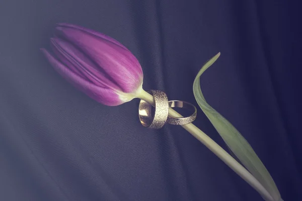 Duas bandas de casamento de platina exibidas em uma tulipa — Fotografia de Stock