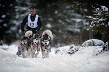 Husky ile kızak köpek