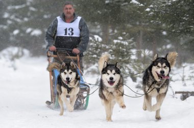 Husky ile kızak köpek