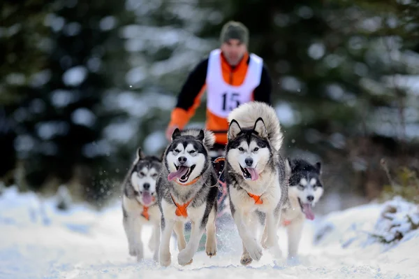 Dog sledding with husky — Stock Photo, Image