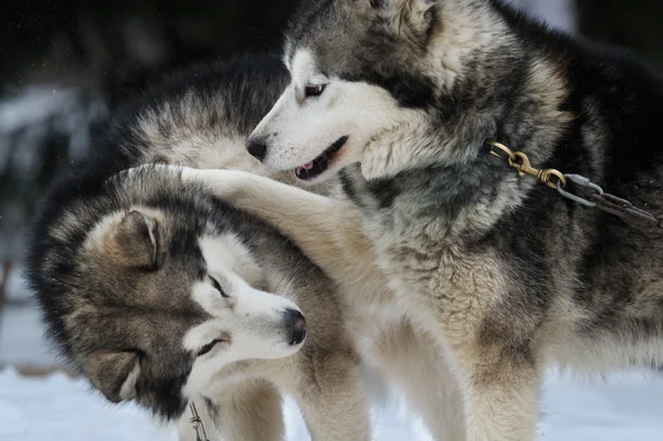 Alaskan malamute karda oynarken